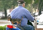 bikeridingdog1 copy  Marcano David rides his motorbike as his chihuahua &#34;Why&#34; rides along while doing errands around Spartanburg Tuesday afternoon, 6-7-05.   (NOTE: Stand-alone FEATURE)